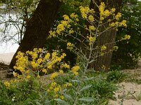 Isatis tinctoria 43, Wede, Saxifraga-Ed Stikvoort