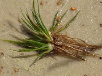 Isoetes lacustris 3, Grote biesvaren, Saxifraga-Hans Grotenhuis