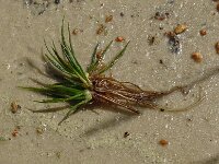 Isoetes lacustris 4, Grote biesvaren, Saxifraga-Hans Grotenhuis