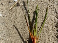 Isoetes lacustris 6, Grote biesvaren, Saxifraga-Ed Stikvoort : A900