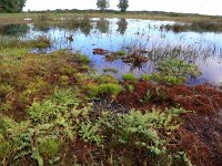 Isolepis  fluitans 3, Vlottende bies, Saxifraga-Hans Boll