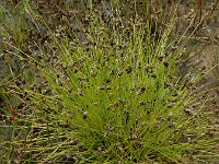 Isolepis setacea 21, Borstelbies, Saxifraga-Ed Stikvoort : Deventer A900