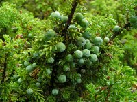 Juniperus brevifolia 2, Saxifraga-Ed Stikvoort
