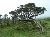 Juniperus brevifolia 3, Saxifraga-Ed Stikvoort