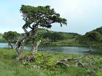 Juniperus brevifolia 5, Saxifraga-Ed Stikvoort