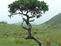 Juniperus brevifolia 6, Saxifraga-Ed Stikvoort