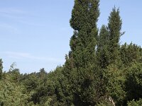 Juniper bushes (Juniperus communis) in Dutch heathland reserve Terhorsterzand, Beilen, Drenthe, Netherlands  Juniper bushes (Juniperus communis) in Dutch heathland reserve Terhorsterzand, Beilen, Drenthe, Netherlands : heathland, nature reserve, Terhorsterzand, Drenthe, Netherlands, juniper, Juniperus communis, growth, summer, summertime, bush, bushes, heather, nature, natural, rural landscape
