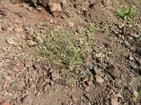 Kickxia scoparia 4, Saxifraga-Michiel Drok