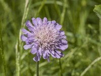 Knautia arvensis 55, Beemdkroon, Saxifraga-Jan van der Straaten