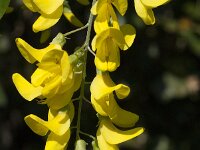 Laburnum anagyroides 12, Gouden regen, Saxifraga-Jan van der Straaten