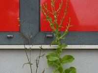 Lactuca sativa 3, Sla, Saxifraga-Ed Stikvoort