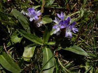 Lagotis stolonifera