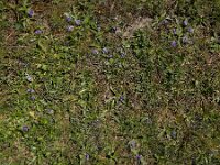 Lagotis stolonifera 6, Saxifraga-Ed Stikvoort : Noord van Gyumri A900