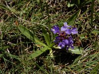 Lagotis stolonifera 7, Saxifraga-Ed Stikvoort : Noord van Gyumri A900