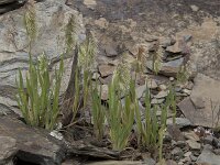 Lamarckia aurea 17, Pluimstaartje, Saxifraga-Willem van Kruijsbergen