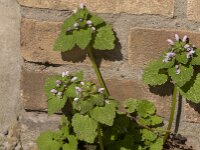 Lamium purpureum 43, Paarse dovenetel, Saxifraga-Jan van der Straaten