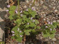 Lamium purpureum 47, Paarse dovenetel, Saxifraga-Jan van der Straaten