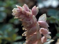 Lathraea squamaria 38, Bleke schubwortel, Saxifraga-Jan van der Straaten