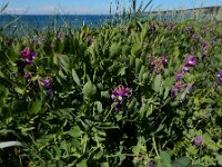 Lathyrus japonicus 46, Zeelathyrus, Saxifraga-Ed Stikvoort
