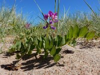 Lathyrus japonicus 48, Zeelathyrus, Saxifraga-Ed Stikvoort