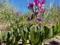 Lathyrus japonicus 50, Zeelathyrus, Saxifraga-Ed Stikvoort