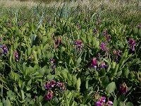 Lathyrus japonicus 51, Zeelathyrus, Saxifraga-Ed Stikvoort