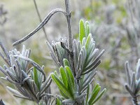 Lavandula angustifolia 8, Echte lavendel, Saxifraga-Rutger Barendse