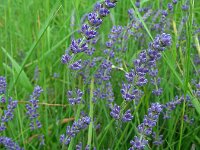 Lavandula angustifolia 9, Echte lavendel, Saxifraga-Ed Stikvoort