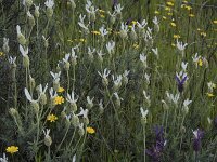 Lavandula stoechas var alba 65, Saxifraga-Willem van Kruijsbergen