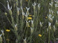 Lavandula stoechas var alba 69, Saxifraga-Willem van Kruijsbergen