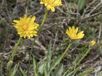 Leontodon duboisii 2, Saxifraga-Willem van Kruijsbergen