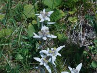 Leontopodium alpinum 30, Edelweiss, Saxifraga-Harry Jans