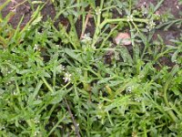 Lepidium coronopus