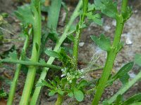 Lepidium coronopus  10, Grove varkenskers, Saxifraga-Ed Stikvoort