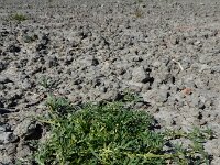 Lepidium coronopus  13, Grove varkenskers, Saxifraga-Ed Stikvoort
