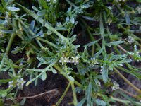 Lepidium coronopus  15, Grove varkenskers, Saxifraga-Ed Stikvoort