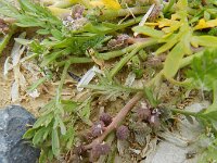 Lepidium coronopus  7, Grove varkenskers, Saxifraga-Rutger Barendse