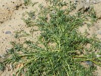 Lepidium coronopus  8, Grove varkenskers, Saxifraga-Rutger Barendse