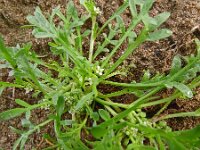 Lepidium coronopus 20, Grote varkenskers, Saxifraga-Hans Grotenhuis
