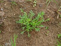 Lepidium coronopus 21, Grote varkenskers, Saxifraga-Hans Grotenhuis