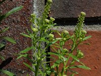 Lepidium densiflorum