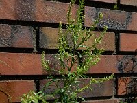 Lepidium densiflorum 2, Dichtbloemige kruidkers, Saxifraga-Ed Stikvoort : Amsterdam Den Haag