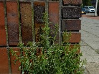 Lepidium densiflorum 3, Dichtbloemige kruidkers, Saxifraga-Ed Stikvoort : Amsterdam Den Haag