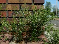 Lepidium densiflorum 4, Dichtbloemige kruidkers, Saxifraga-Ed Stikvoort : Amsterdam Den Haag