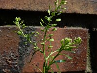Lepidium densiflorum 5, Dichtbloemige kruidkers, Saxifraga-Ed Stikvoort : Amsterdam Den Haag