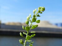 Lepidium densiflorum 6, Dichtbloemige kruidkers, Saxifraga-Rutger Barendse