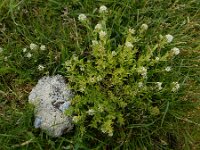Lepidium heterophyllum 10, Rozetkruidkers, Saxifraga-Ed Stikvoort