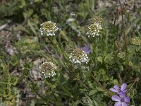 Lepidium heterophyllum 14, Rozetkruidkers, Saxifraga-Willem van Kruijsbergen