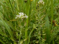 Lepidium heterophyllum 6, Rozetkruidkers, Saxifraga-Ed Stikvoort