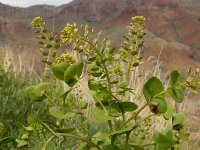Lepidium perfoliatum